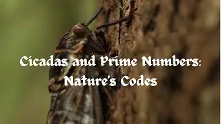 Cicadas and Prime Numbers: Nature's Codes