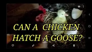 Chicken Hatching Goose Eggs Must See