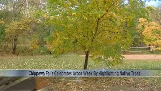 Chippewa Falls celebrates Arbor Week by highlighting native trees