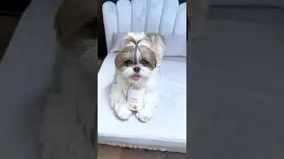 Your Pet&rsquo;s daily anti-stress solution- Petibles calming chews!  Link and details in the description