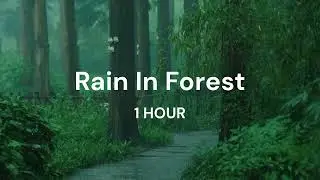 Sleeping better with the soft sound of rain in the forest - 1 Hour