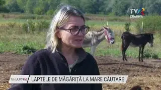 LAPTELE DE MĂGĂRIȚĂ LA MARE CĂUTARE