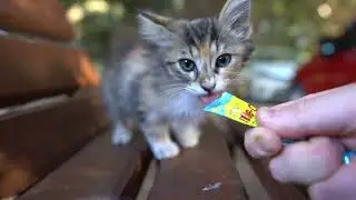 Fluffy kitten reaction to cat treats!