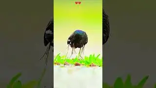 Beautiful Nature  | Amazing Forest Animals Sound | #farmer #rulaniyaclasses #naturelovers