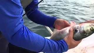 HmongOutdoors.com SV106 - Connecticut Ocean Fishing - Late July 2005