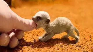 This Cute Little Exotic Animal Can Be Your Next Pet