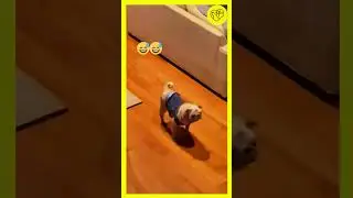 What my dog say😅😅 #funnypetmoments #funny #funnyvideo #cutedog #cutepets #funnyshorts #funnyshort