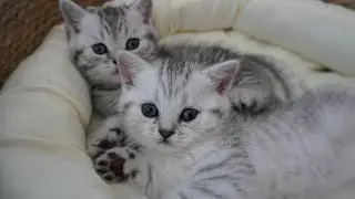 Two tiny kittens, full of energy and ready to play!