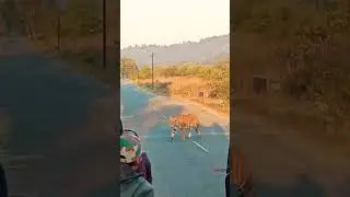 Tiger Crossing Road | Dhela Zone  | jim corbett national park #wildlife
