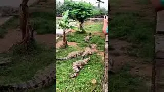 Chicken versus Many Alligators