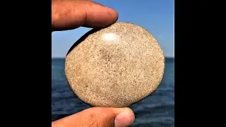 SHORELINE PETOSKEY SHOP : Favosite Stone 007