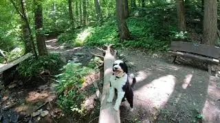 ChesLen Preserve Hike - Kennet Square, PA - Yellow Loop Trail - GoPro