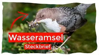 Wasseramsel Steckbrief [Aussehen, Fortpflanzung, Nahrung und mehr]