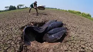 Best Hand Fishing - A lot of fish & eggs in field at dry season a man catch a lot of by skills hand