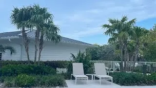 Florida Thatch Palm is very underutilized