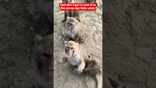 Monkey Viral Vidio 🐒 || trending monkey || #monkey #ytshorts#cutemonkey #funnymonkey