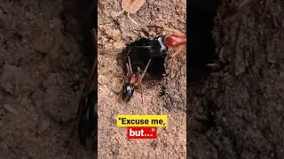 Roly Poly thinks it's an ANT! #rolypoly #pillbug #shorts #insects #animals #nature
