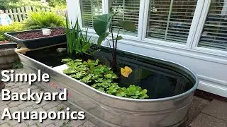 Simple Backyard Aquaponics