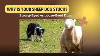 Why is your sheepdog stuck?  Strong eyed vs loose eyed dogs