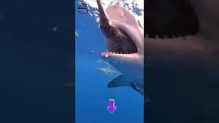 🔴 MENGERIKAN, sambaran ikan hiu 😱 #fishing #viral #shortvideo  @Dulur_mancing