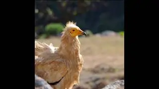 Most dangerous bird |🥵 Dangerous bird in the world #shorts #trending