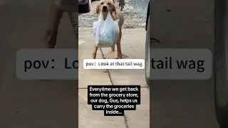 Not just a pet&hellip; he&rsquo;s my helper 🥹#dog #dogs #dogsoftiktok #doglover #love #foryou #fyp
