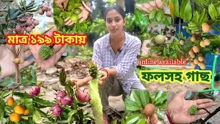  ফলসহ গাছ মাত্র ১৯৯ টাকা | অবিশ্বাস্য অফার 🌱The Plant Hub