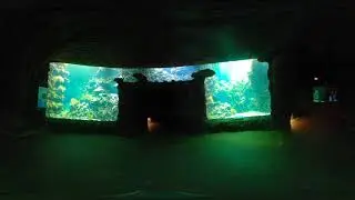 Burger's Zoo - Coral Reef #8 - VR360