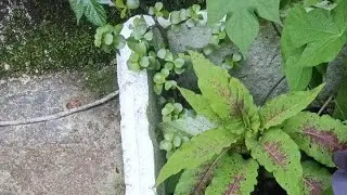 to chalo main aaj aapko wo  paudhe dikhati hun jise Maine kal lagaye the #live #plant  #livestream