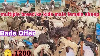 Sabhi saste multiple breed ke Shera print ke kids male female sheep Hyderabadi desi available in Hy