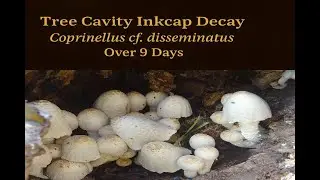 Coprinellus cf. disseminatus Decay Over 9 Days | Tree Cavity Inkcap (Islamabad)