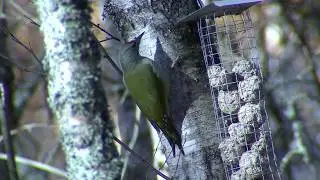GR&Aring;SPETT  Grey-headed Woodpecker  (Picus canus)  Klipp - 3124