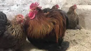 Pékin Perdrix Doré Maillé