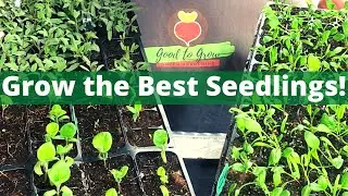 5 Common Seed Starting Problems and How to Solve Them | Gardening 101 | Guten Yardening