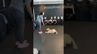 Congrats to the happiest girl we know: Lulu!  3 months of puppy school in 14 seconds 🥹 #viral #dog