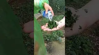 Enjoy some #indigo dye #asmr leaf crunches as we made dye while hiking #vietnam #travel