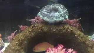 Dancing Camel shrimp in marine aquarium
