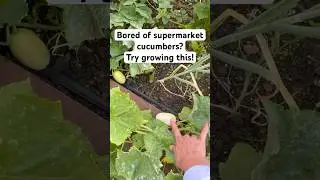 Grow Crystal Apple cucumber! Easy to grow and prolific cucumber variety! #veggiegarden #vegetables