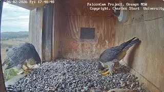 FalconCam Project CSU Orange -  Diamond & Gimbir, długie spotkanie  2026 02 06
