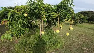 Mango trees, Venus Little Gem, Alphonso