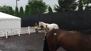 White Thoroughbred colt