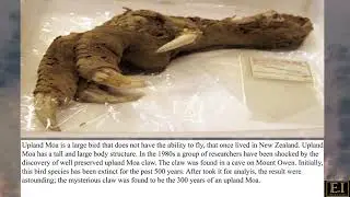 Upland Moa - 2 Minute Info (English)