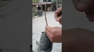 HRMN-99 apple Grafting 