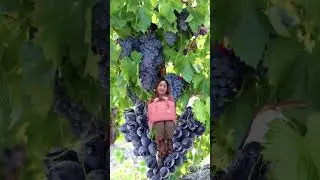 #TRENDING grapes #fruits #shorts  #funny
