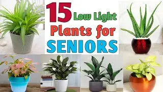 15 Low Light Indoor Plants for Seniors | Low Maintenance Plants for Elders | Plant and Planting