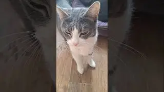#cute #шамзин #love #толстаяcat #funny #carlthecat #cat #котбарон #cats #pets #catvideos #catshorts