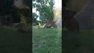 Animal Kingdom Disney World Tigers