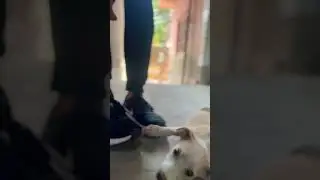 Moments and love ❤️ #shorts #animalslovers