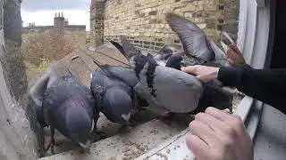 Pigeons closeup