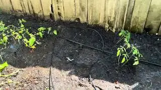 Высаживем помидоры и огурцы.